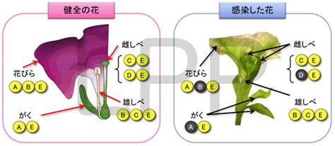 化病|「花」を「葉」に変える病気の謎を解く － 原因遺伝。